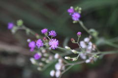 Vernonia cinerea